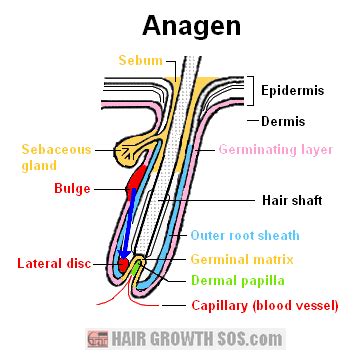 Hair Growth Cycle? Or Should That Be Hair LOSS Cycle?