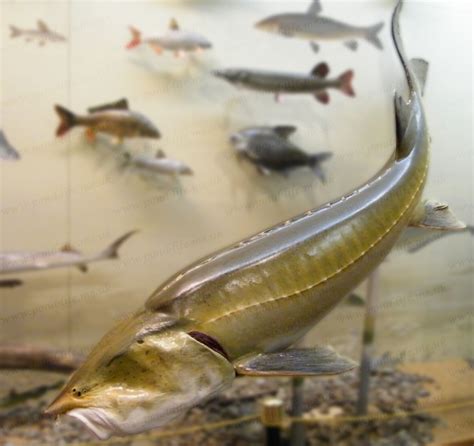 Kaluga Sturgeon (Huso dauricus) - sturgeons - Pond Life