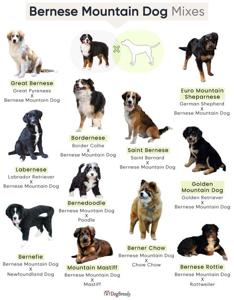 List of Popular Bernese Mountain Dog Mixes With Pictures