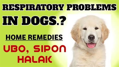 GAMOT SA UBO, SIPON, HALAK NG ASO || CANINE RESPIRATORY INFECTIONS IN DOGS | REMEDIES - YouTube