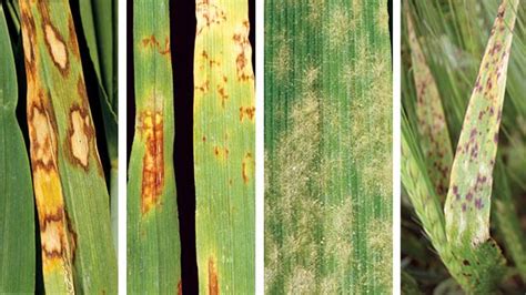 How to fight four barley yield-killer diseases - Farmers Weekly