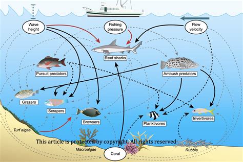 Coral Reef Food Web