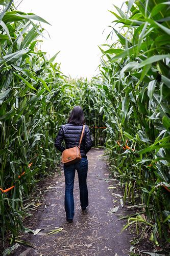 Edmonton Corn Maze | Mack Male | Flickr