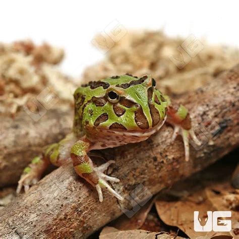 Green Pacman Frogs For Sale - Underground Reptiles