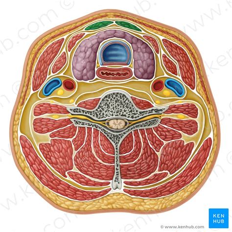 Sternohyoid: origin, insertion, innervation and action | Kenhub