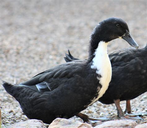 Black Swedish Ducks : Ducklings for Sale | Cackle Hatchery