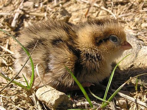 Quail - A-Z Animals