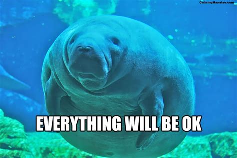 Calming Manatee Memes | POPSUGAR Tech