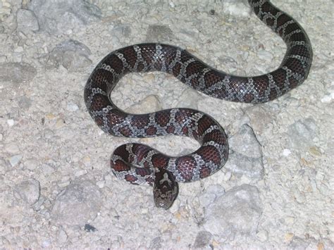 kingsnake.com photo gallery > Milk Snakes > Eastern Milk