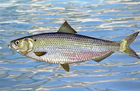 Herring | Organic Articles