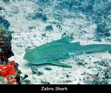 Zebra Shark Facts for Kids