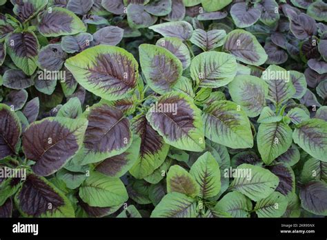 Amaranthus Tricolor. Spinach fresh Amaranth leaves growing in the vegetable garden. Organic ...