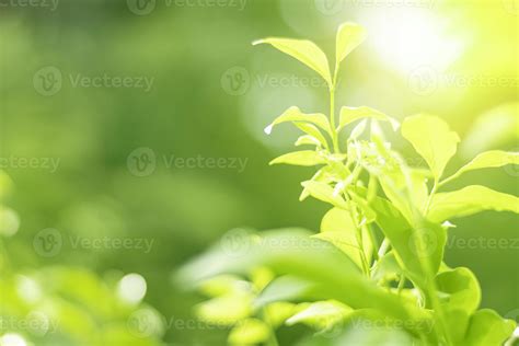 Blurred Leaves Abstract Background Green Leaf Bokeh Blurred Nature ...