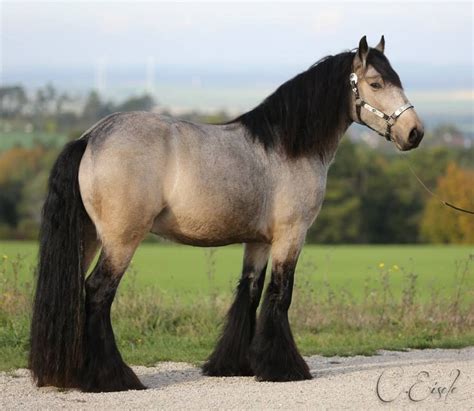 Buckskin gypsy vanner stallion Horse Crazy, Horse Love, All The Pretty ...