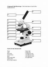 19 Parts Of A Compound Microscope Worksheet  Free PDF At Worksheetocom sketch template