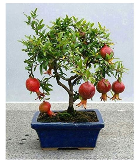 Dwarf Pomegranate Fruit Bonsai Seeds Tree Seeds: Buy Dwarf Pomegranate ...