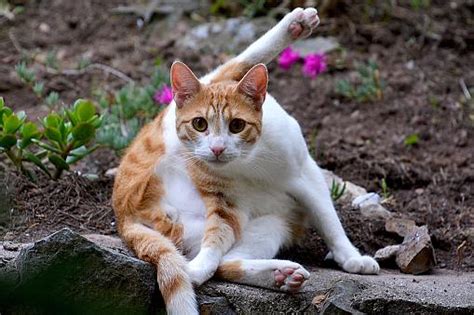 Male Cat Behavior Characteristics | LoveToKnow