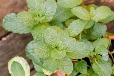 How to Grow and Care for Mint