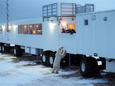 How to See Polar Bears in Churchill: A Polar Bear Tour for Your Bucket List