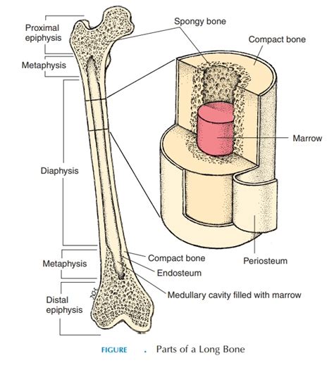 Parts of a Long Bone