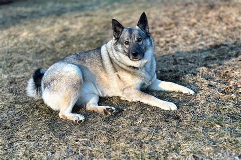 Norwegian Elkhound | Seattle Purebred Dog Rescue