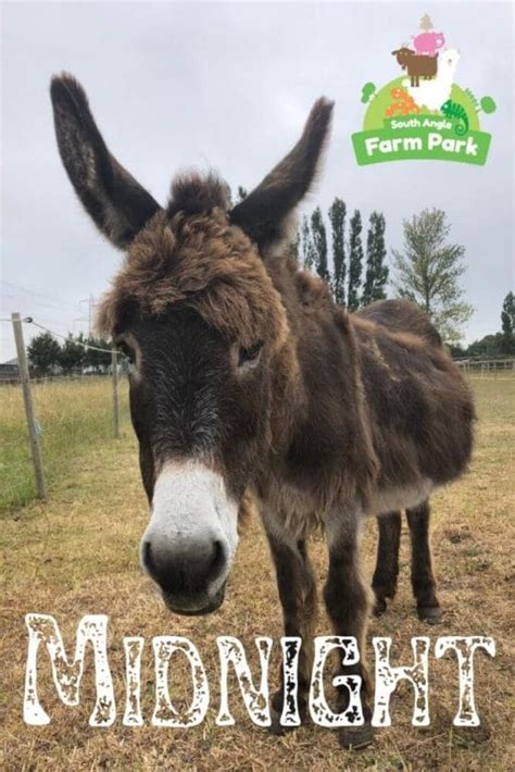 Animal Adoption Packs - Welcome to South Angle Farm Park