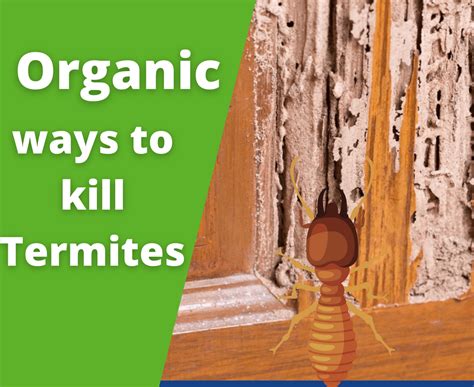 Non-toxic organic termite control product and techniques?