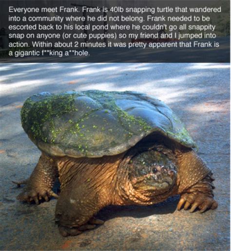 The Hilarious Story Of Frank The Snapping Turtle | Turtles funny, Snapping turtle, Cute funny ...