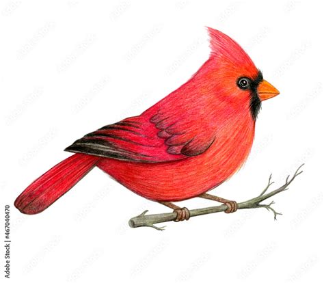 Red cardinal bird hand drawn illustration. Northern cardinal bird ...