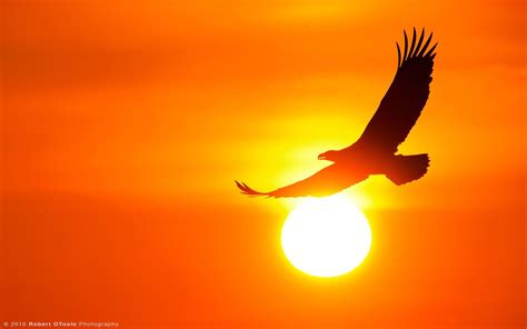 Bald Eagle Sunset Wallpapers - Wallpaper Cave