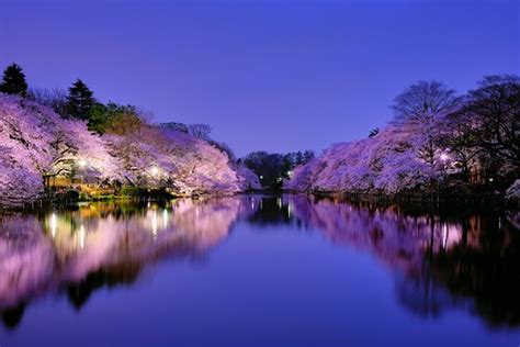 Sakura at Night | Takuya Igarashi | Flickr