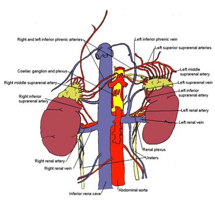 Adrenal Anatomy - Endocrinesurgery.net.au