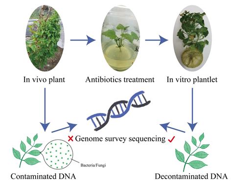 Plants | Free Full-Text | Genome Survey Sequencing of In Vivo Mother Plant and In Vitro ...