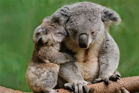 Baby Animals Hugging