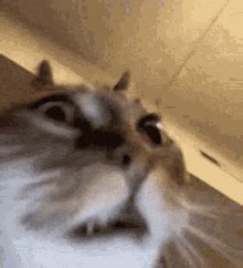 Cat Insane GIF - Cat Insane - Discover & Share GIFs