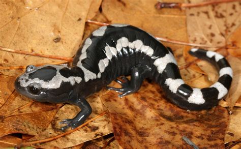 Deadly fungus threatens U.S. salamanders – The Simmons Voice