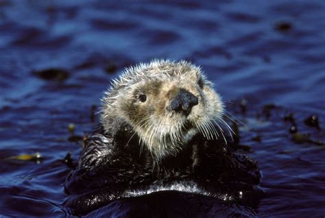 Study Shows Endangered Marine Mammals Are At Risk Of Contracting COVID-19