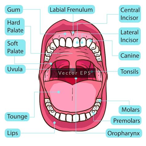 Parts Of The Mouth Anatomy - Infoupdate.org