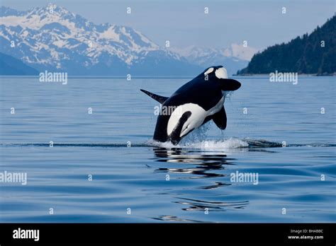 Killer whale jump hi-res stock photography and images - Alamy