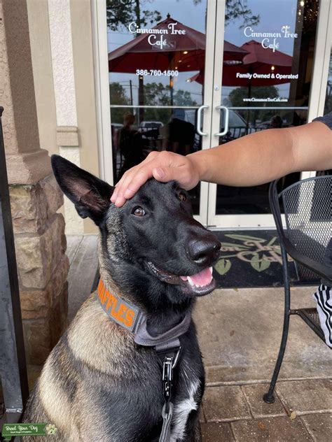 Mahogany Belgian Malinois - Stud Dog in Texas, the United States | Breed Your Dog