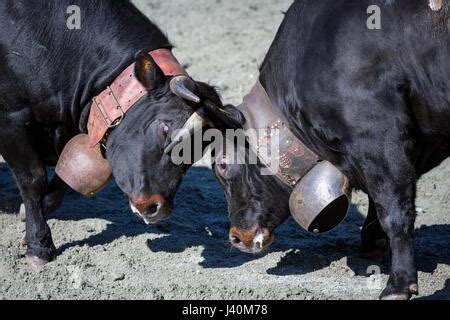 Eringer cows locking horns during a cow fight, tradition, heritage from ...