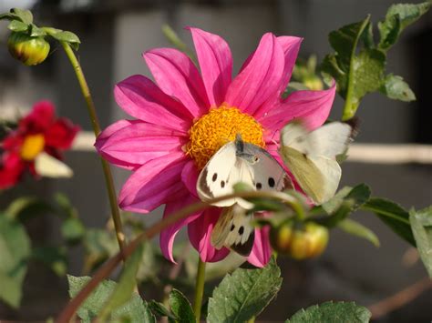 India Garden: Butterfly garden