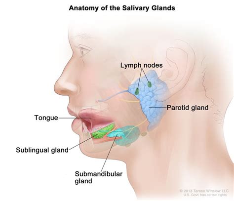 Salivary Gland Cancer Treatment (Adult) (PDQ®)–Patient Version ...