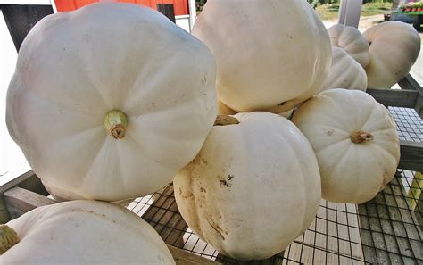 white pumpkin varieties