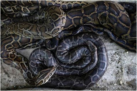 Burmese Python Sinks Fangs into Snake Handler's Eyebrows as He Keeps Joking in Scary Video