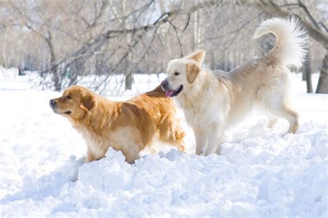 Field Golden Retriever vs. Show Golden Retriever: Which Is Better?