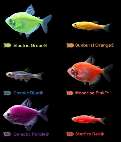 GloFish Colors: Electric Green, Starfire Red, Sunburst Orange, Cosmic Blue, Galactic Purple ...