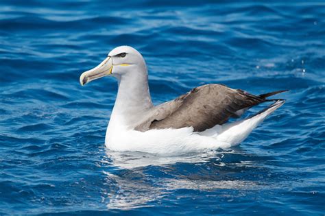 Diomedeidae - Albatrosses Photo Gallery | Wildlife Journal Junior