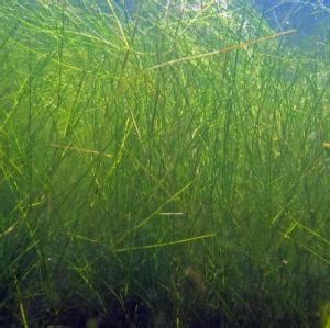 Submerged Weeds - Sago Pondweed | Aquatic Weeds and Solution Guide ...