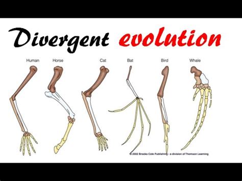 Divergent evolution - YouTube